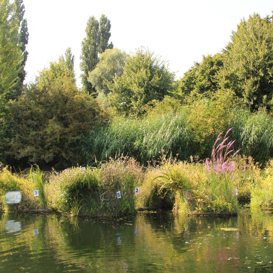 Pilotprojekt in Kleve: Der Spoykanal blüht auf mit schwimmenden Inseln