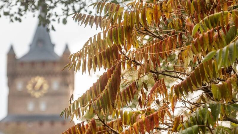 Kleve erkunden: Interaktive Familienführung mit Nachtwächterin Elsa