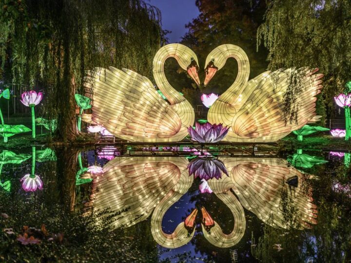 Feuerfisch und Riesendrachen: Tausende Besucher bei China Lights in Kleve erwartet