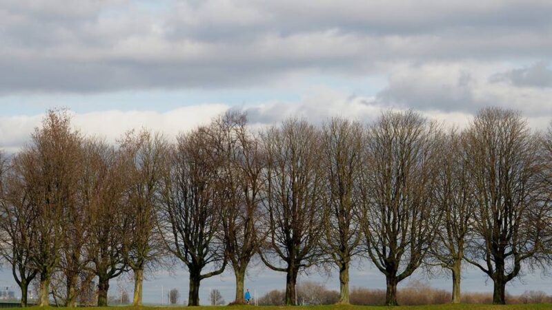 Das Rheinvorland wird Teil der Landesgartenschau: Schaukeln auf dem Rheindeich und eine Laga ohne Zäune