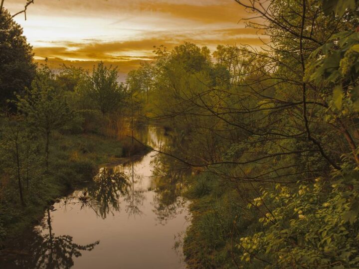 Fotowettbewerb zur Renaturierung der Düssel: Ist das noch Düsseldorf? Wie sich die Natur entlang der Düssel verändert hat