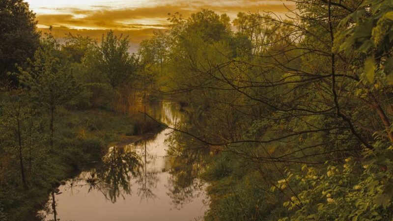 Fotowettbewerb zur Renaturierung der Düssel: Ist das noch Düsseldorf? Wie sich die Natur entlang der Düssel verändert hat