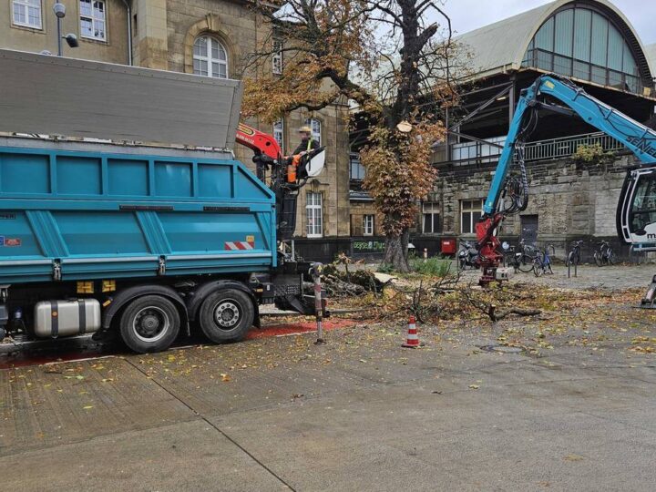 Nach Pilzbefall: Rosskastanie am Gladbacher Hauptbahnhof gefällt