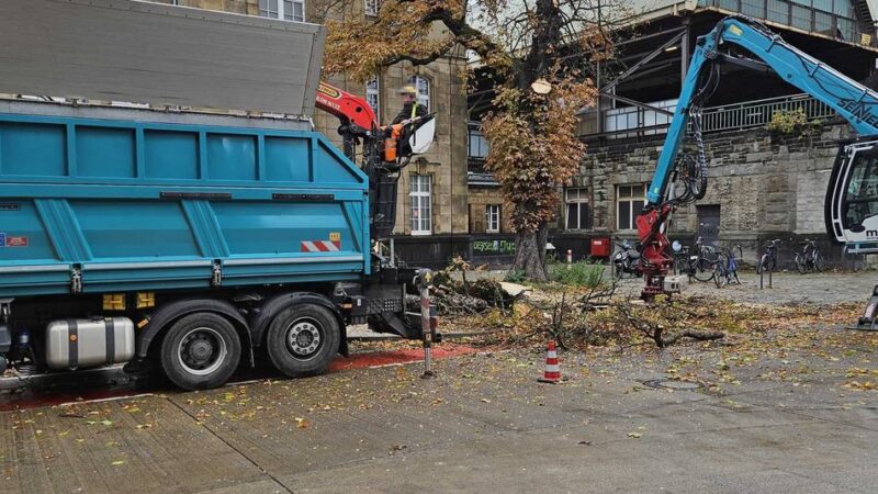 Nach Pilzbefall: Rosskastanie am Gladbacher Hauptbahnhof gefällt