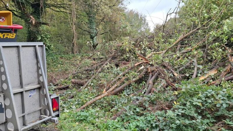 Für neuen Strommast: Im Budberger Wäldchen fallen jetzt Bäume
