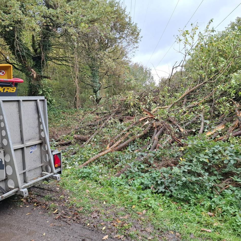 Für neuen Strommast: Im Budberger Wäldchen fallen jetzt Bäume