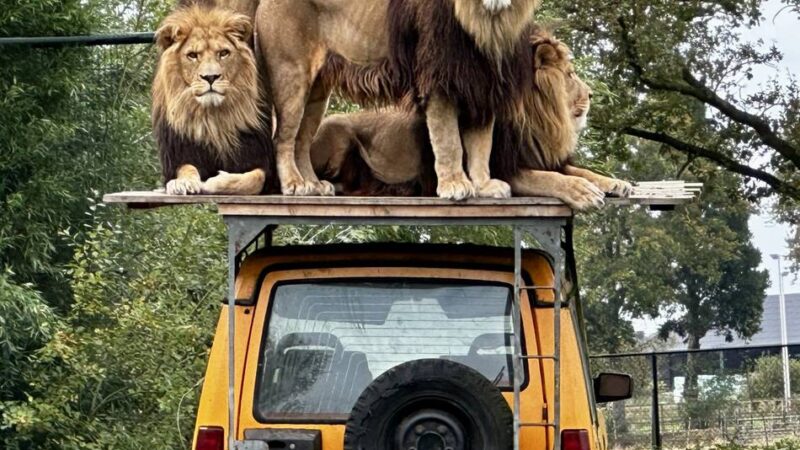 Erlebnis für die ganze Familie: Weshalb sich ein Ausflug in den niederländischen ZooParc Overloon lohnt