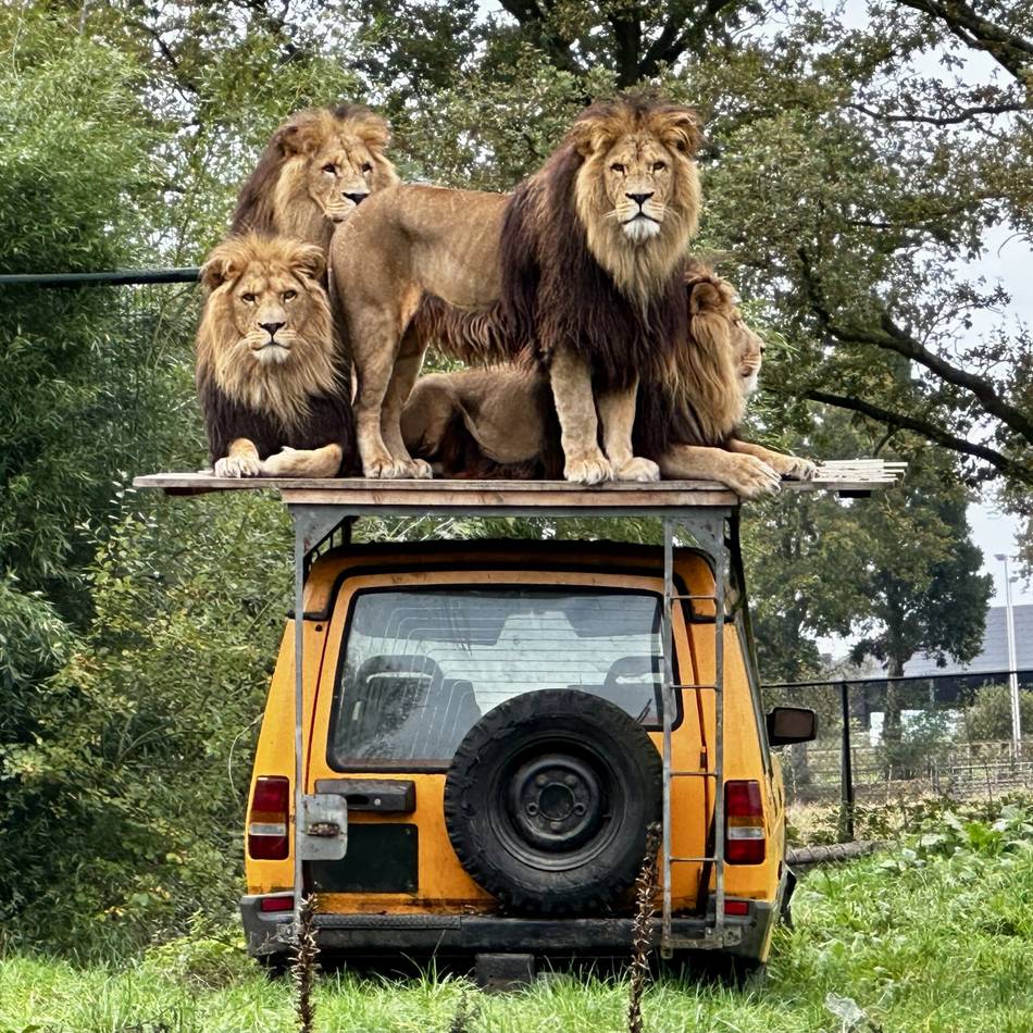 Erlebnis für die ganze Familie: Weshalb sich ein Ausflug in den niederländischen ZooParc Overloon lohnt