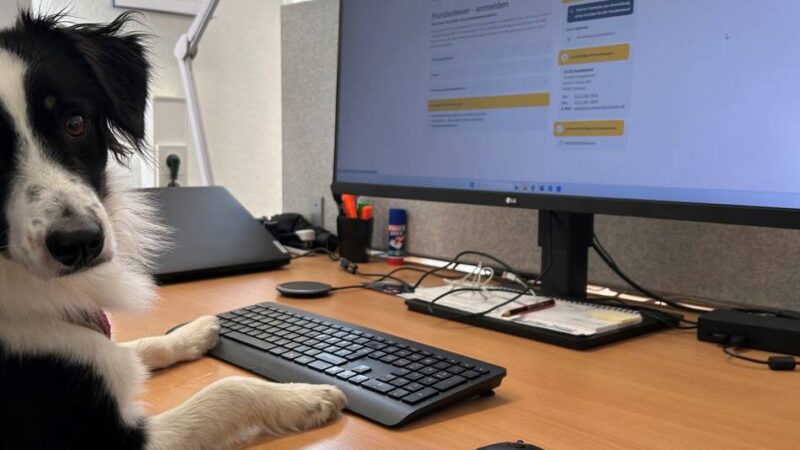 Hundesteuer & Co.: Hunde können in Solingen ab sofort online angemeldet werden