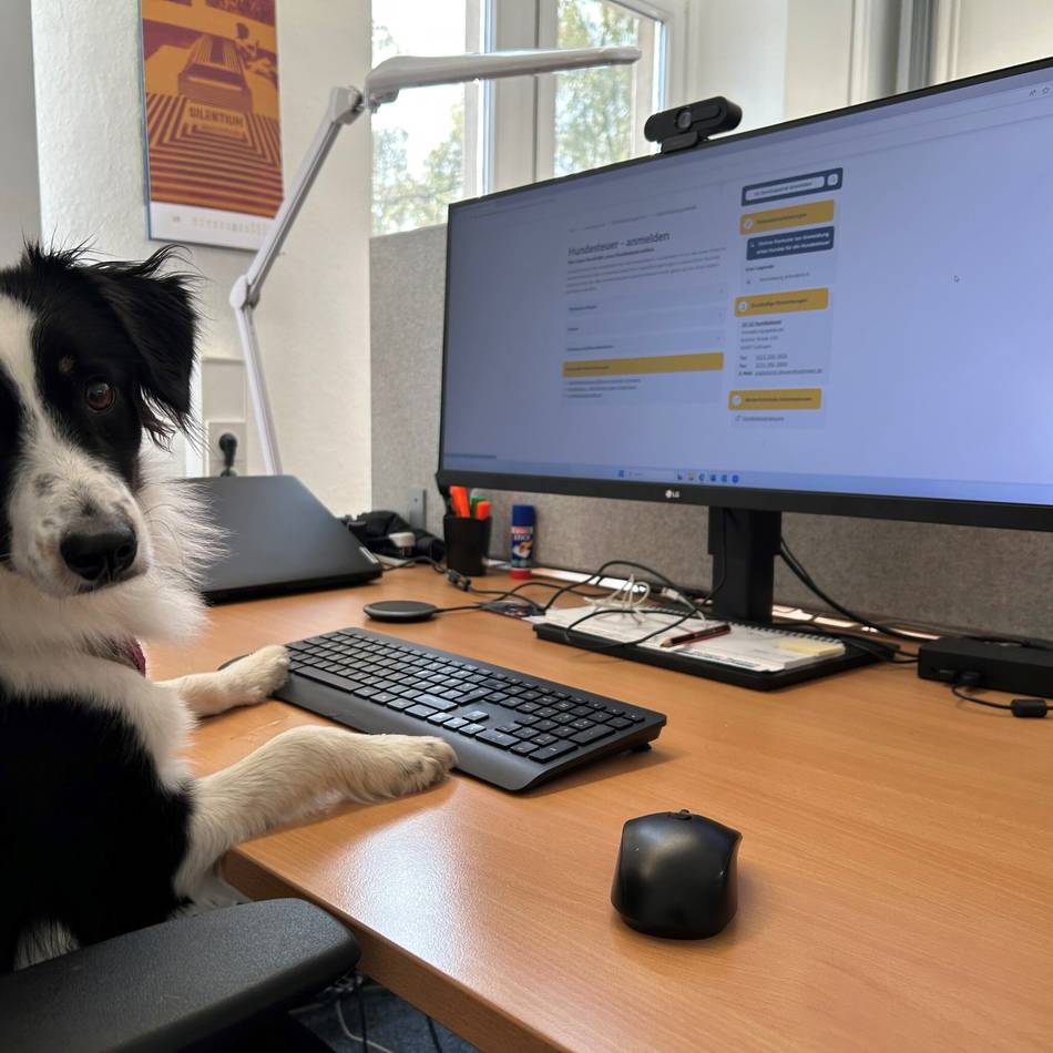 Hundesteuer & Co.: Hunde können in Solingen ab sofort online angemeldet werden