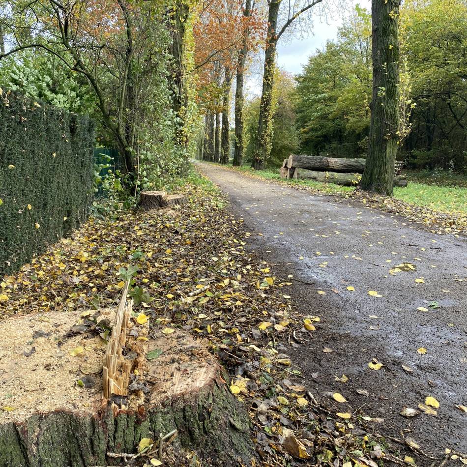 Bekannte Pappel-Allee: Fünf Bäume am Grünen Weg in Geldern gefällt