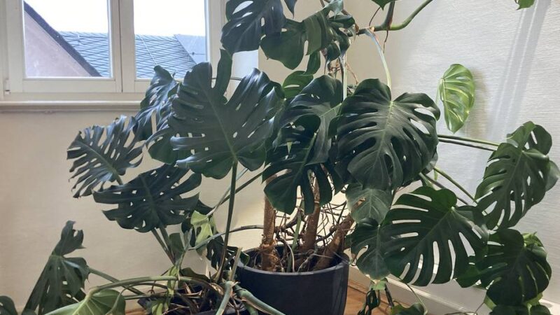 NGZ-Leser sind gefragt: Landrats-Pflanze sucht ein neues Zuhause