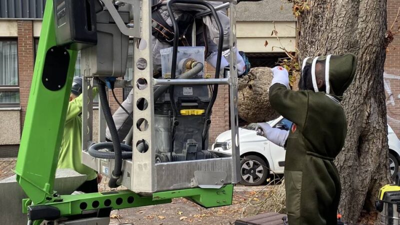 Naturschutz in Krefeld: So spektakulär ist die Entfernung eines Hornissennestes