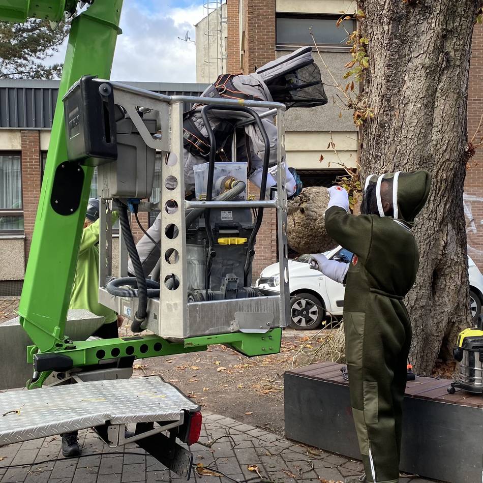 Naturschutz in Krefeld: So spektakulär ist die Entfernung eines Hornissennestes