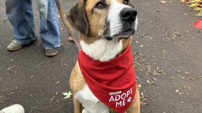 Speed-Dating für Hunde in Düsseldorf: Liebe auf den ersten Wuff – will denn niemand Kimbo haben?