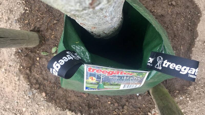 Baumpaten in Hilden müssen handeln: Bewässerungssäcke im Winter trocken lagern