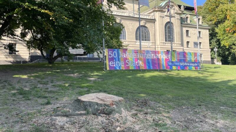 Neue Fällliste in Mönchengladbach: Blutbuche vor Kaiser-Friedrich-Halle gefällt – weitere prominente Bäume auf Liste