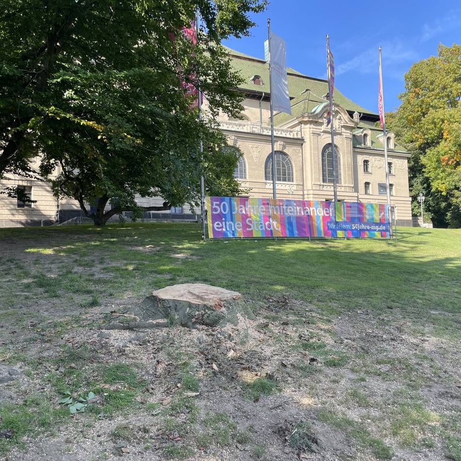 Neue Fällliste in Mönchengladbach: Blutbuche vor Kaiser-Friedrich-Halle gefällt – weitere prominente Bäume auf Liste