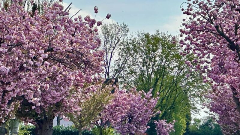 Kirschbaumallee in Grevenbroich: Das „kleine Bonn“ von Wevelinghoven wird vervollständigt