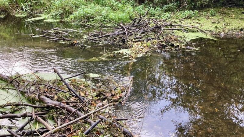 Dämme stauen Wasser der Nette: Kreis rückt dem Biber auf den Pelz