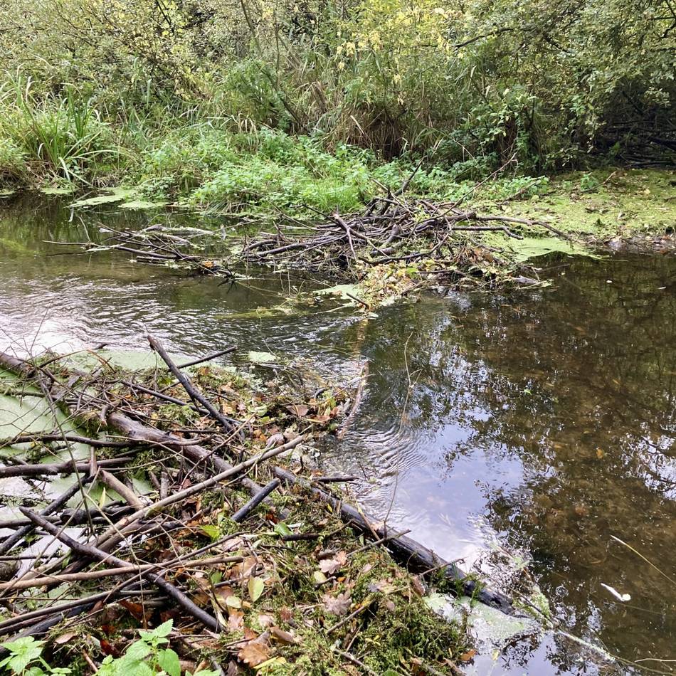 Dämme stauen Wasser der Nette: Kreis rückt dem Biber auf den Pelz