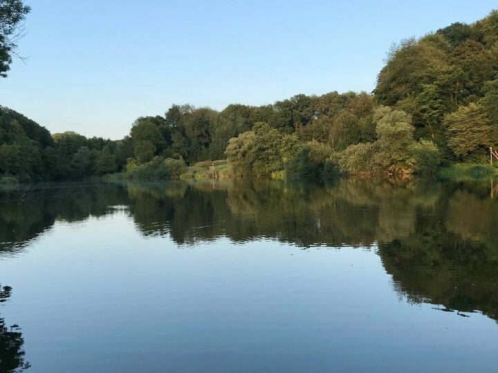 Vogelgrippe in NRW: Verdacht bei Reiher in Leverkusen nicht bestätigt