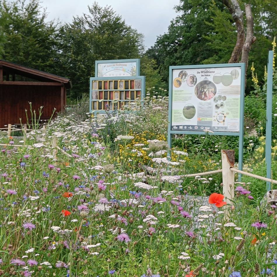 Zehn Jahre Naturgarten Verein Linker Niederrhein: „Wir wollen die Leute inspirieren, mal Richtung Naturgarten zu denken“