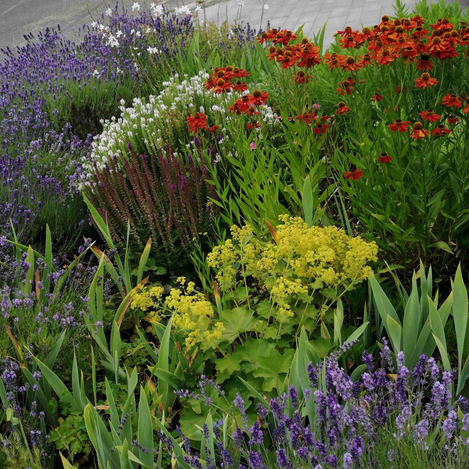 „Der Garten soll auch wild sein“: Das sind „Meerbuschs Vorgärten des Jahres“