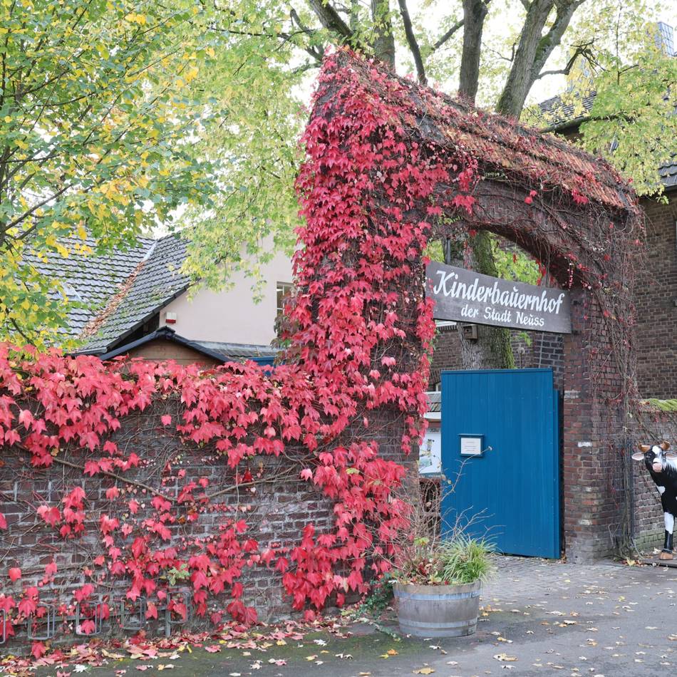 Fotos aus Parks und Gärten: So bunt leuchtet der Herbst in Neuss