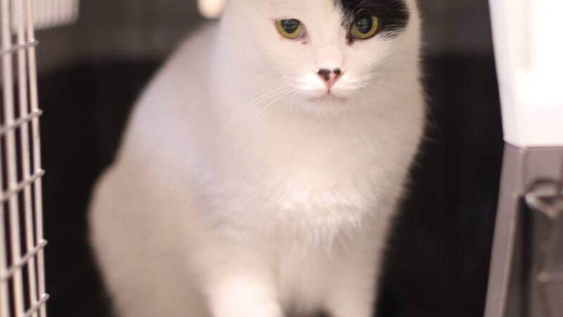 Tier der Woche in Wermelskirchen: Verschmustes Samtpfötchen sucht ein ruhiges Zuhause