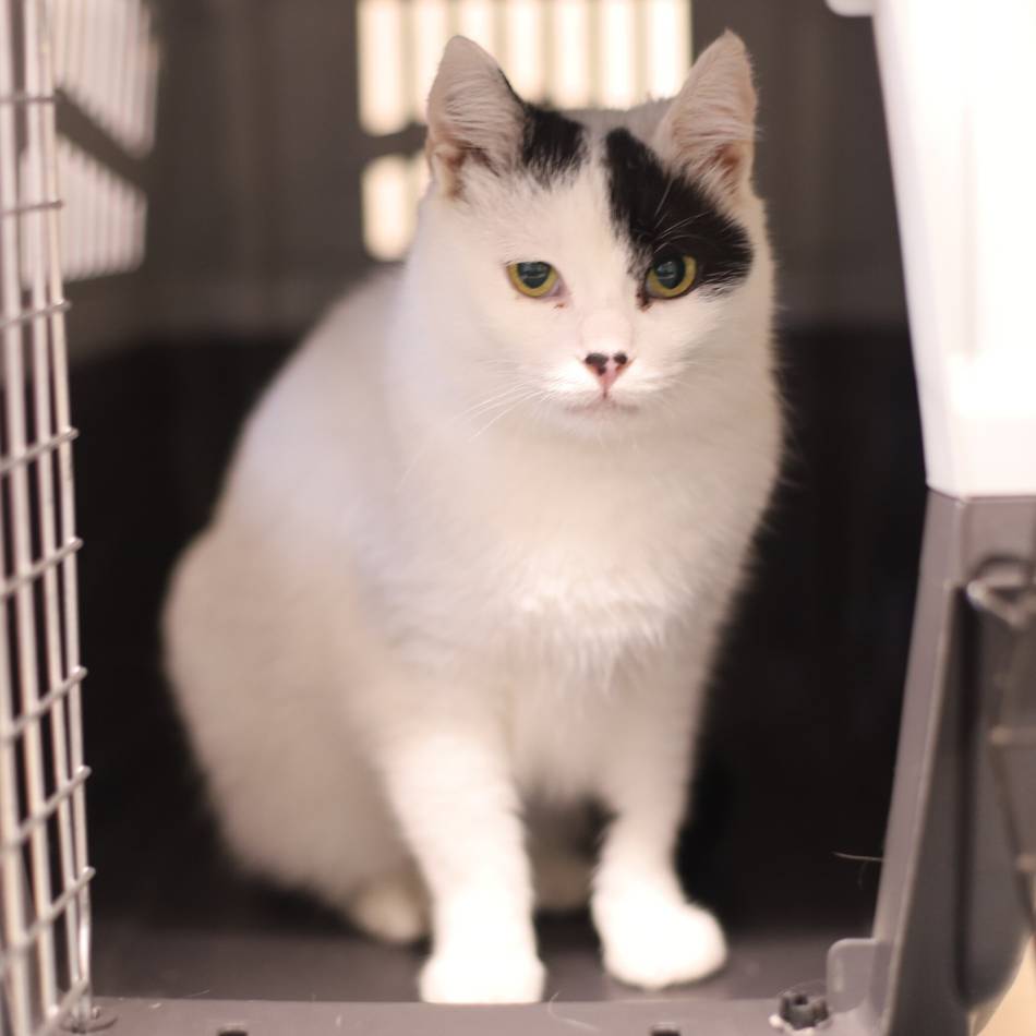 Tier der Woche in Wermelskirchen: Verschmustes Samtpfötchen sucht ein ruhiges Zuhause