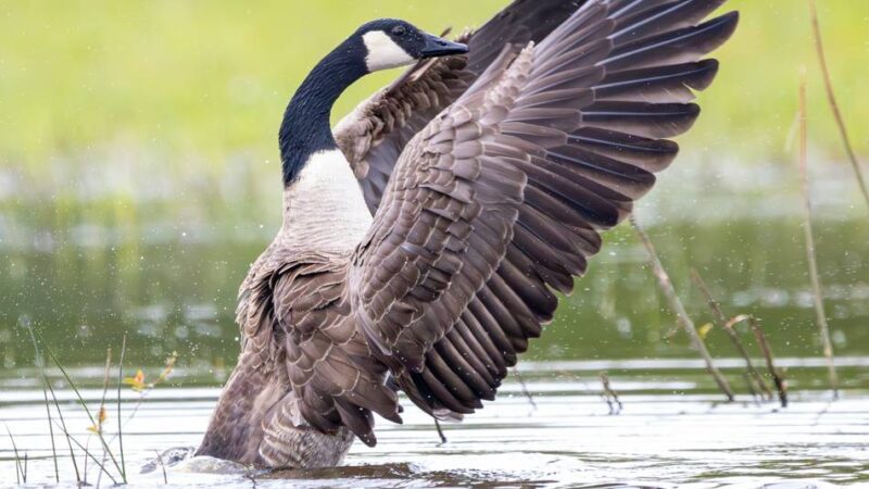 Stadt ruft zur Vorsicht auf: Vogelgrippe bei Kanadagans in Duisburg nachgewiesen