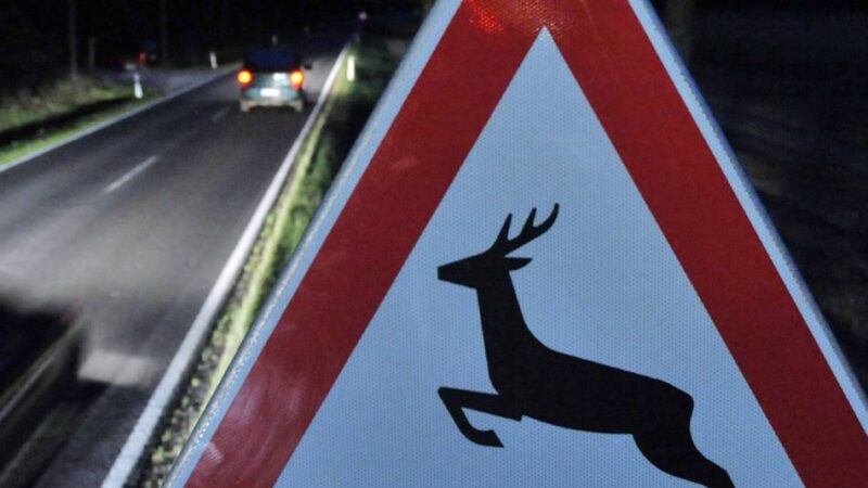 Viele Unfälle in Kaarst: Sorge zum Start der Wildwechsel-Saison