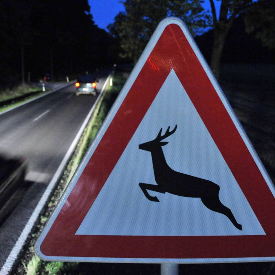 Viele Unfälle in Kaarst: Sorge zum Start der Wildwechsel-Saison