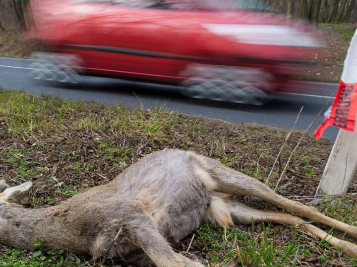 Tipps vom Hückeswagener Versicherungsexperten: Nicht jeder Unfall mit Tieren ist versichert