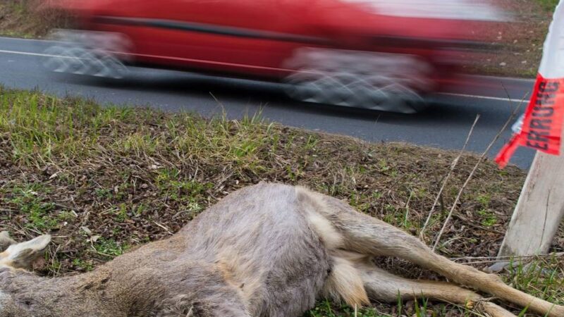 Tipps vom Hückeswagener Versicherungsexperten: Nicht jeder Unfall mit Tieren ist versichert
