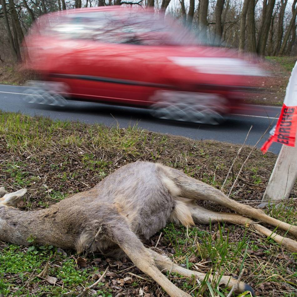 Tipps vom Hückeswagener Versicherungsexperten: Nicht jeder Unfall mit Tieren ist versichert