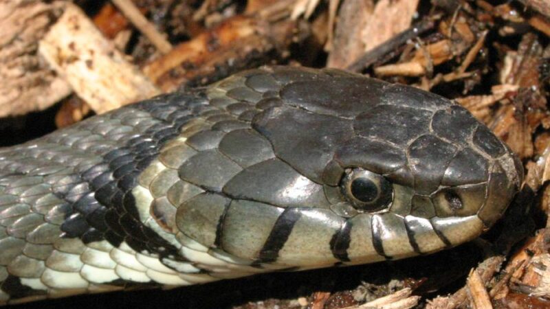 Seltene Schlangen in Knechtsteden: Dormagen beherbergt eines der größten Ringelnatter-Vorkommen