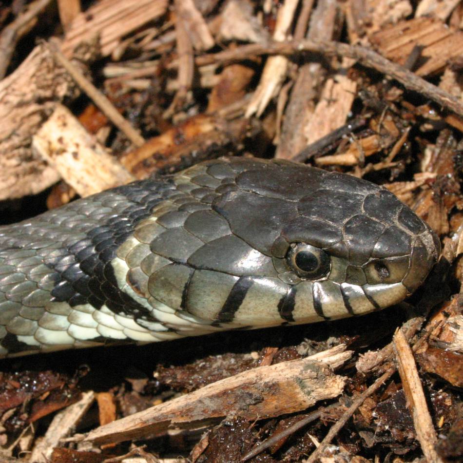 Seltene Schlangen in Knechtsteden: Dormagen beherbergt eines der größten Ringelnatter-Vorkommen