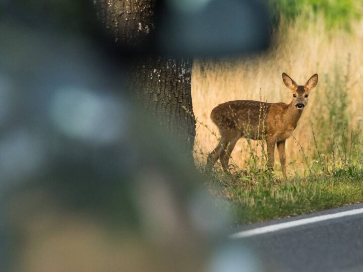 Die Kreisjägerschaft Mettmann rät zur Vorsicht – vor allem in der Dämmerung: Nach der Zeitumstellung steigt die Gefahr von Wildunfällen