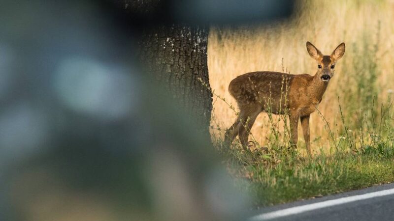 Die Kreisjägerschaft Mettmann rät zur Vorsicht – vor allem in der Dämmerung: Nach der Zeitumstellung steigt die Gefahr von Wildunfällen