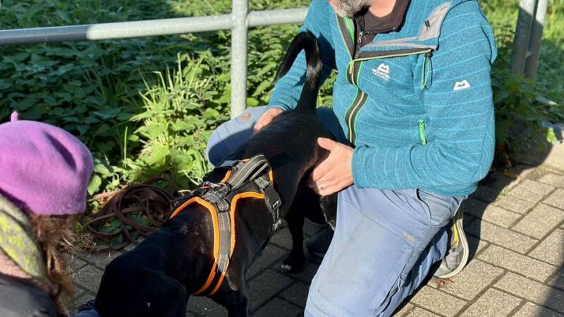 Mantrailer in Grevenbroich: „Wir bilden Suchhunde aus, die Leben retten“