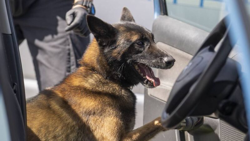 Einsatz in Hilden: Polizei sucht mit Spürhund nach Einbrechern