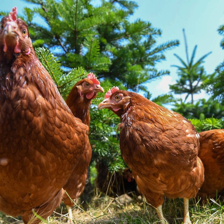 Landwirte im Kreis Viersen in Sorge wegen Geflügelpest: „Man muss zwischen Tierwohl und Seuchenschutz abwägen“