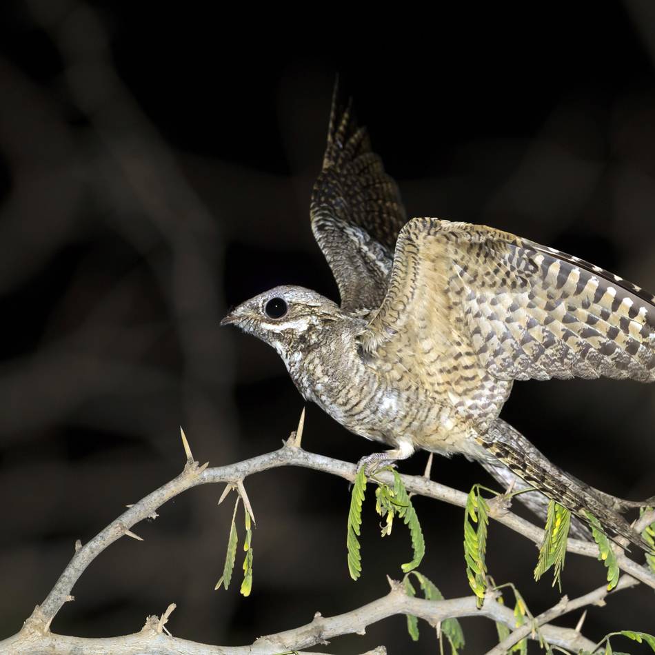 Javelin Park in Niederkrüchten: Debatte um Vogelschutz geht weiter