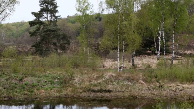 Mitmachaktion am 31. Oktober: Gemeinsam im Naturschutzgebiet De Meinweg helfen