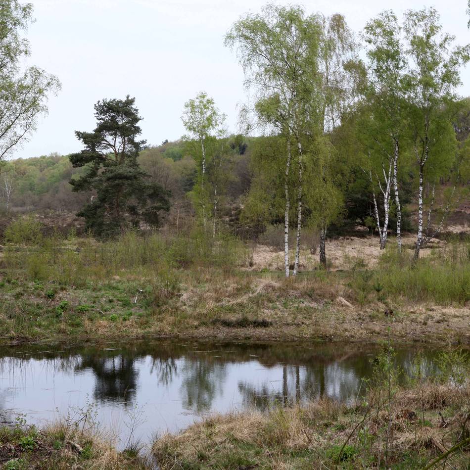 Mitmachaktion am 31. Oktober: Gemeinsam im Naturschutzgebiet De Meinweg helfen