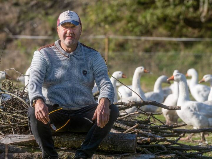 Preise in Moers und Umgebung: Brust oder Keule – so teuer ist die Martinsgans in dieser Saison