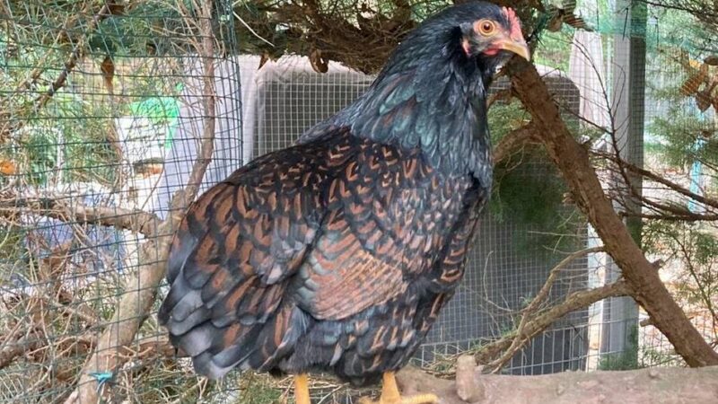 Geflügelpest-Ausbruch bestätigt, Überwachungszone eingerichtet: Was private Geflügelhalter im Kreis Viersen jetzt wissen müssen