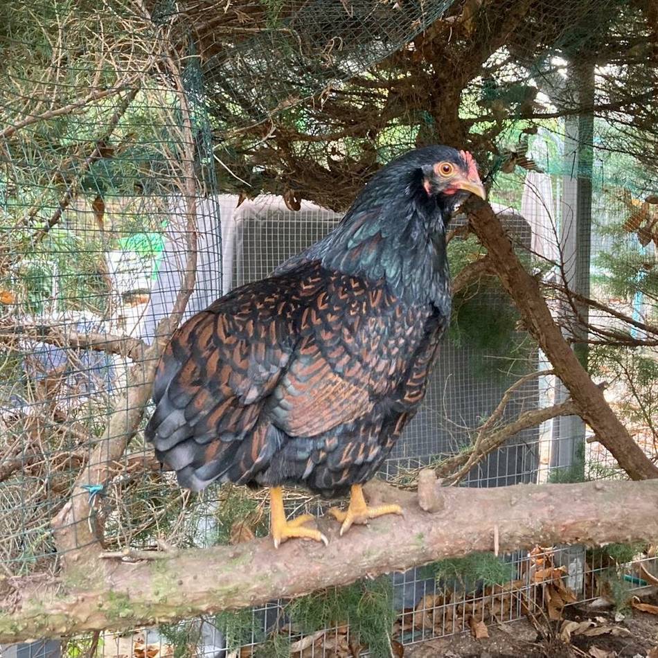 Geflügelpest-Ausbruch bestätigt, Überwachungszone eingerichtet: Was private Geflügelhalter im Kreis Viersen jetzt wissen müssen